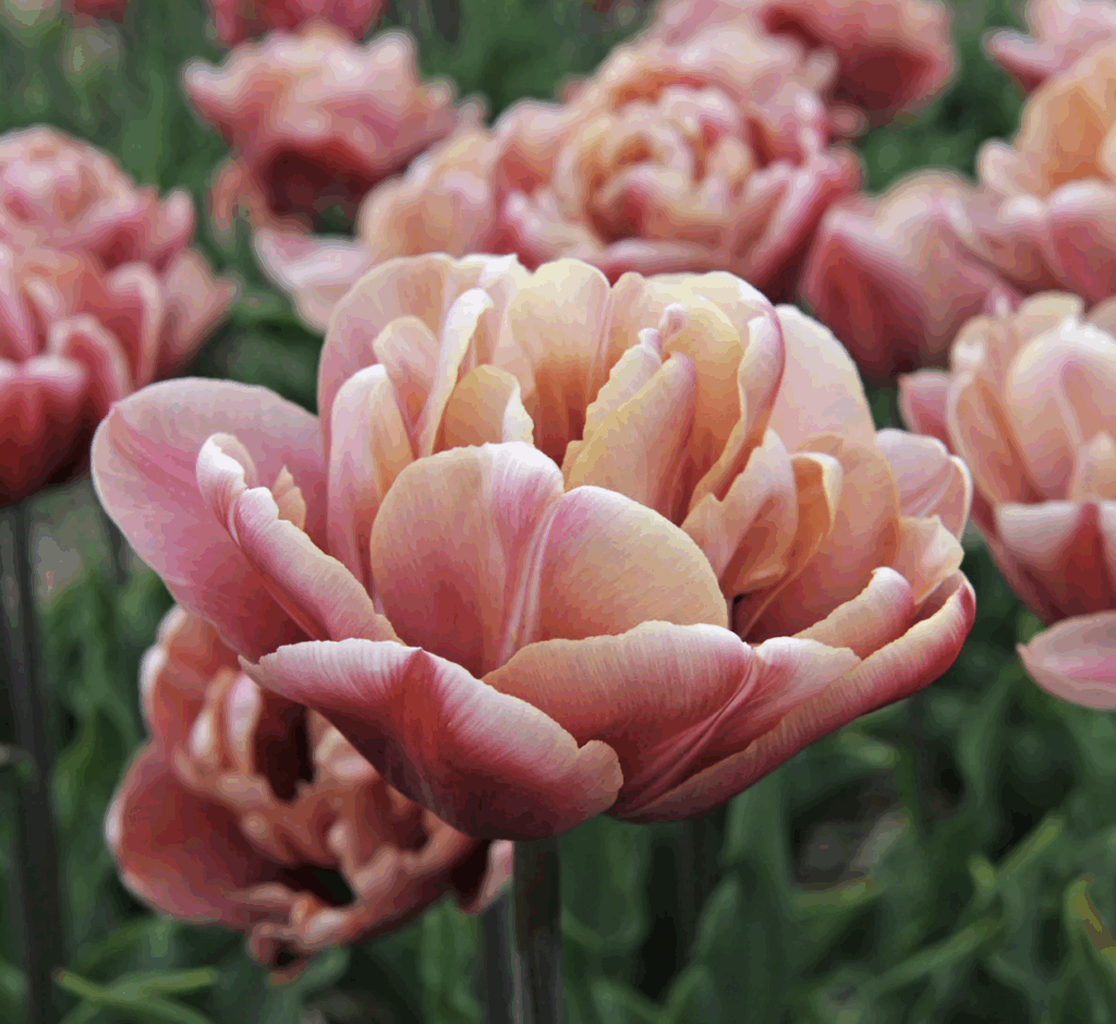Tulp la belle epoque