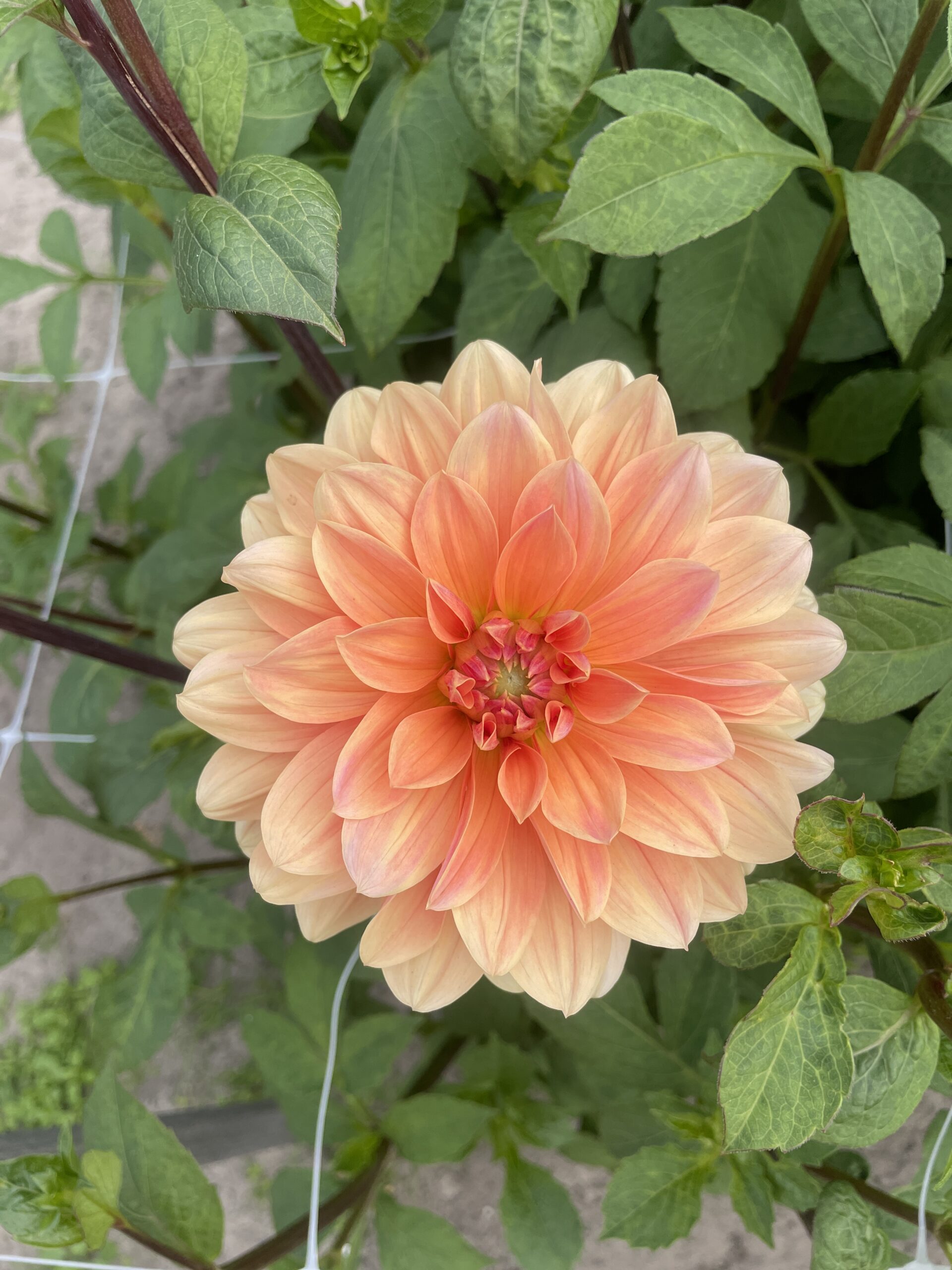 Dahlia - rouwbloemen haarlem