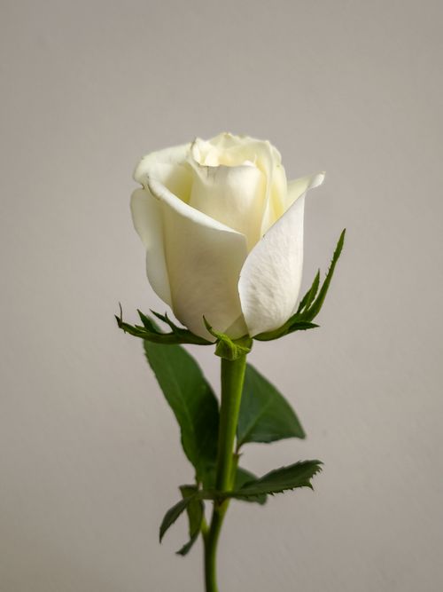 Witte roos